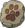 Animal Track